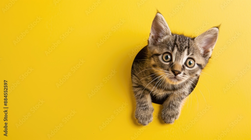 Adorable gray tabby kitten with big eyes on yellow background Cute cat emerges from hole on colorful backdrop Text space available Adorable gray tabby kitten with big eyes on yellow background Cute cat emerges from hole on colorful backdrop Text space available