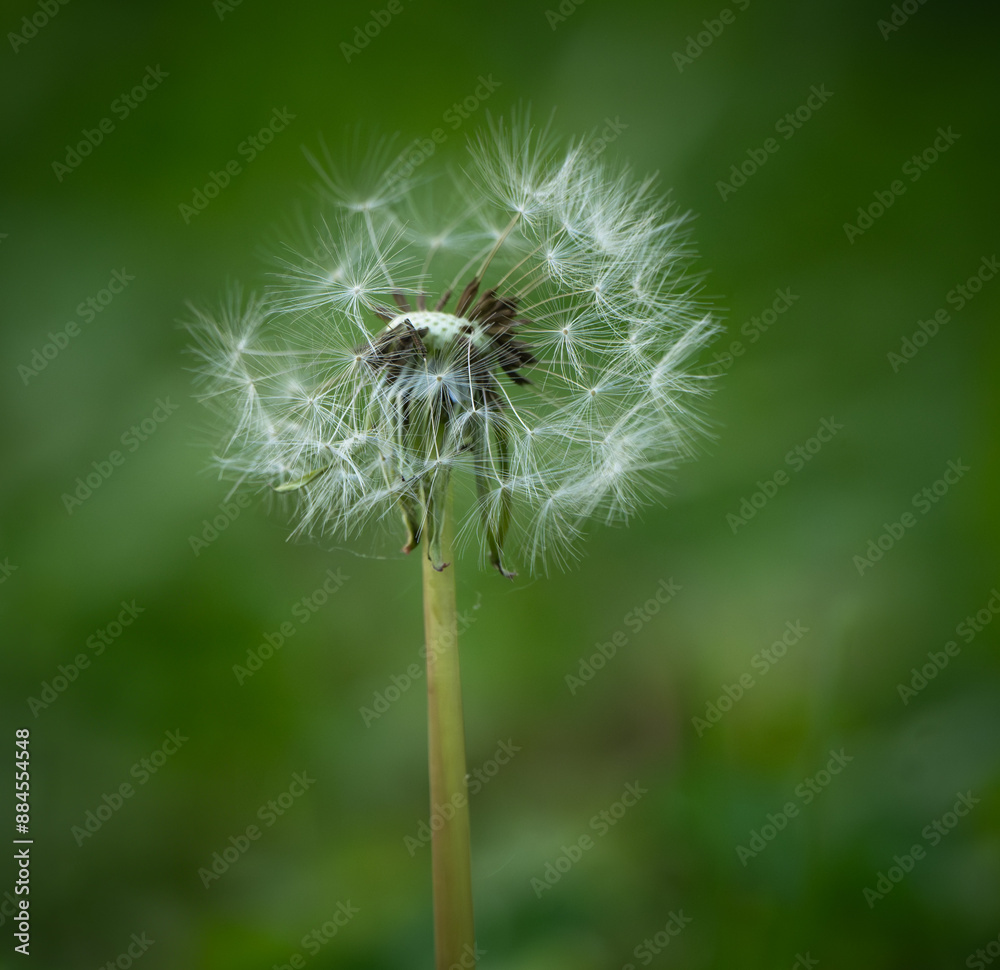 Fototapeta premium Dandelion
