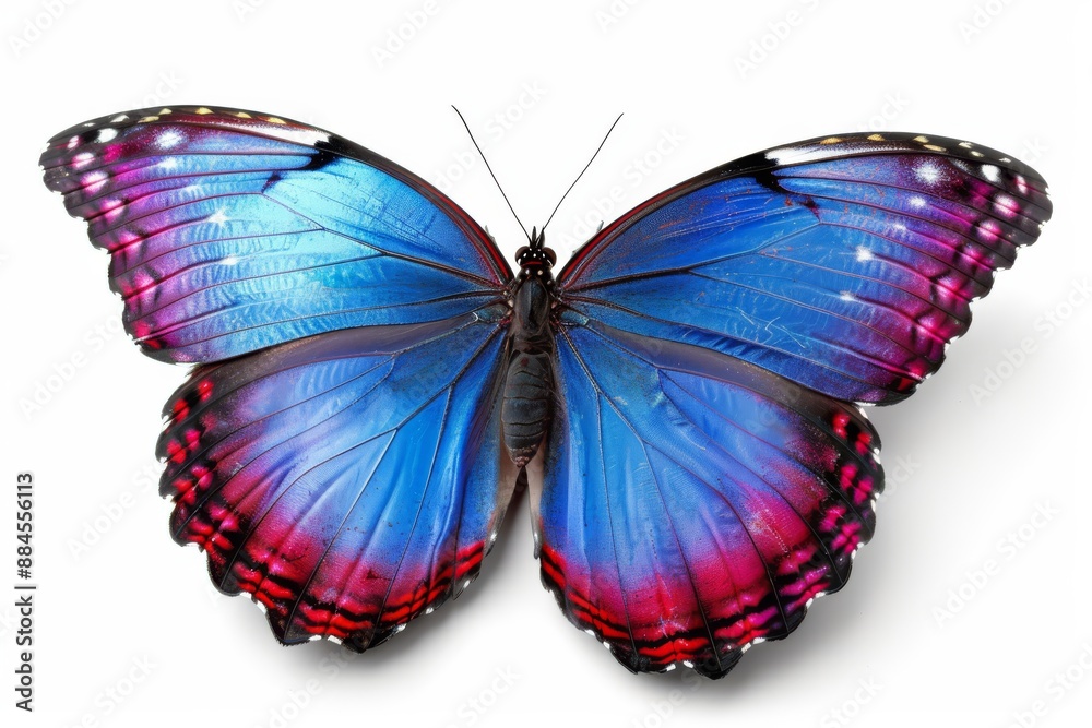 Fototapeta premium Elegant Blue and Pink Butterfly Delicate and Striking Close up Photography