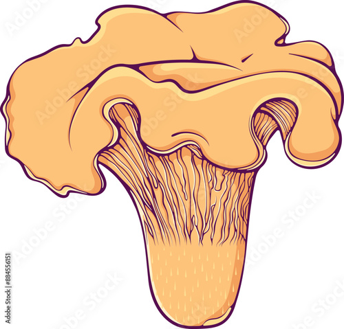 Chanterelle mushroom. Forest edible mushroom family. Vector illustration in hand drawn cartoon style. Yellow mushroom healthy vegetarian food isolated on white