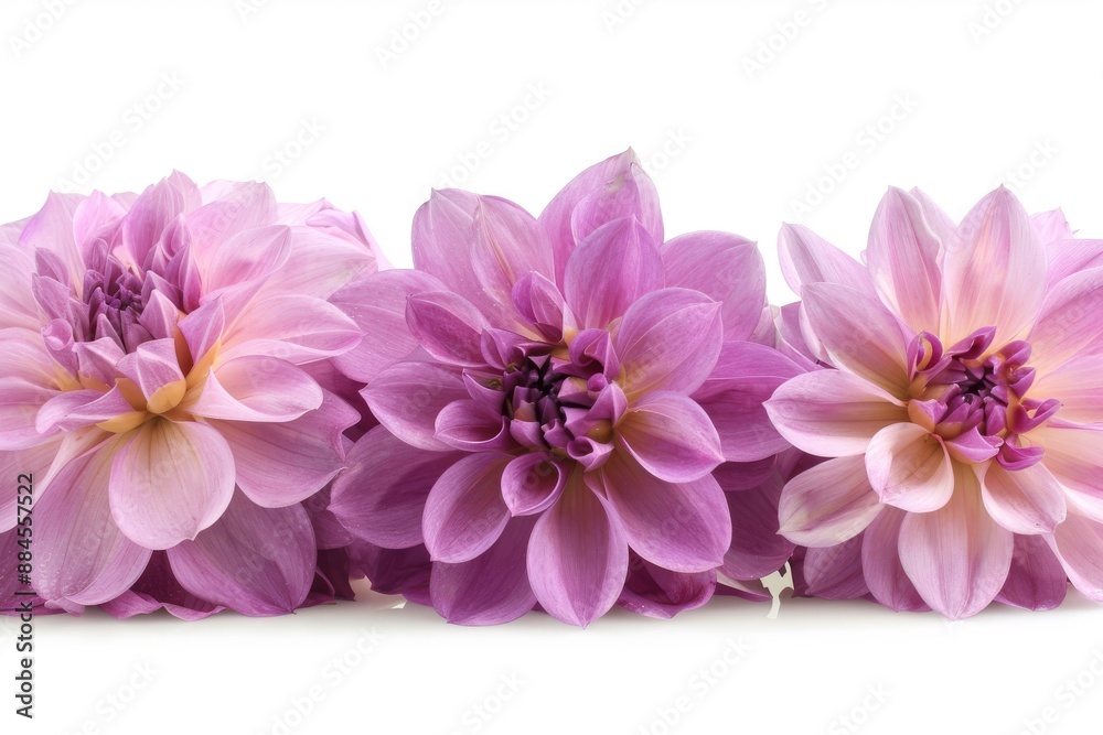 Pink and purple dahlia blossoms soft and detailed petal textures elegant floral arrangement neutral background perfect for decorative purposes and floral art inspiration Pink and purple dahlia blossoms soft and detailed petal textures elegant floral arrangement neutral background perfect for decorative purposes and floral art inspiration
