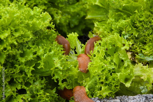 Schneckenplage im Garten am Salat photo