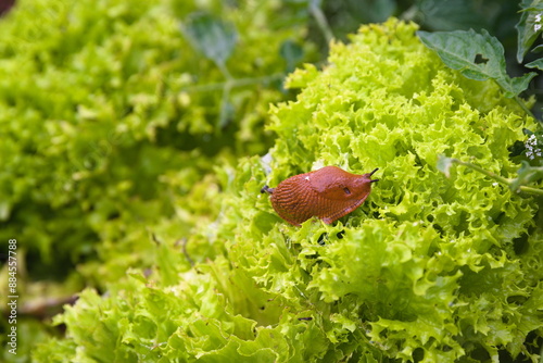 Schnecke frisst Salat - Schneckenplage photo