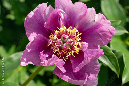Blooming Watermelon Wine peonies in garden. Close up.