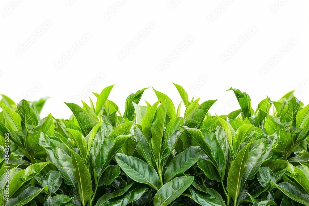Lush green plants with a white background vibrant and fresh foliage minimalistic and natural garden design Lush green plants with a white background vibrant and fresh foliage minimalistic and natural garden design