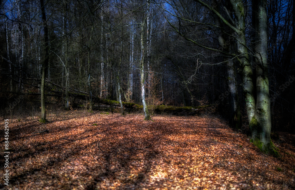 Fototapeta premium Las