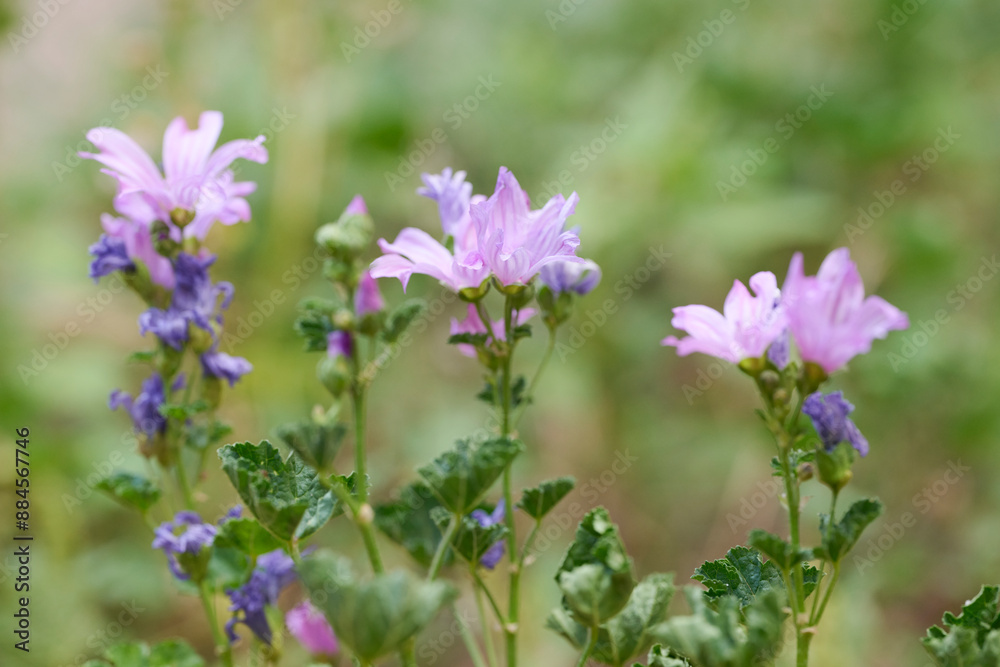 Delicate purple flowers blooming in a lush green field Delicate purple flowers blooming in a lush green field