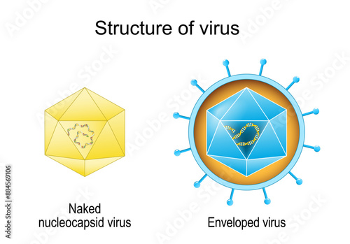 Naked nucleocapsid virus and Enveloped virus