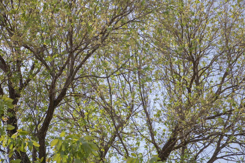 Top view of several green trees with some leaves in spring, against a clear blue sky. The branches and trunks appear to be slightly new or young as they grow Top view of several green trees with some leaves in spring, against a clear blue sky. The branches and trunks appear to be slightly new or young as they grow