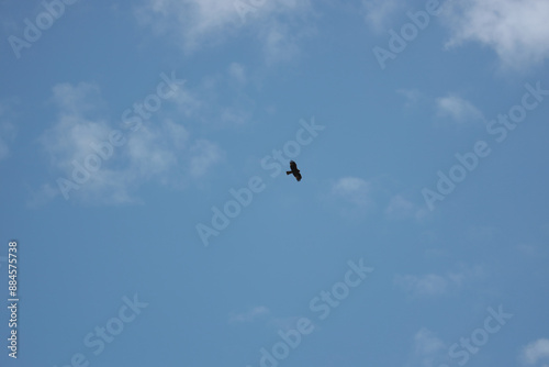 Alone eagle flying in the blue sky