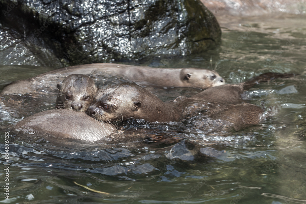 Fototapeta premium A group of otter in the zoo