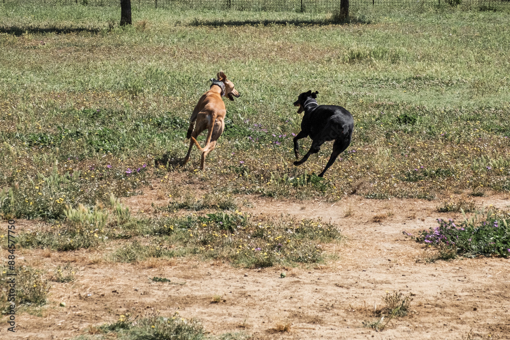 Ivo, the spanish greyhound with friends running and playing in a park Ivo, the spanish greyhound with friends running and playing in a park