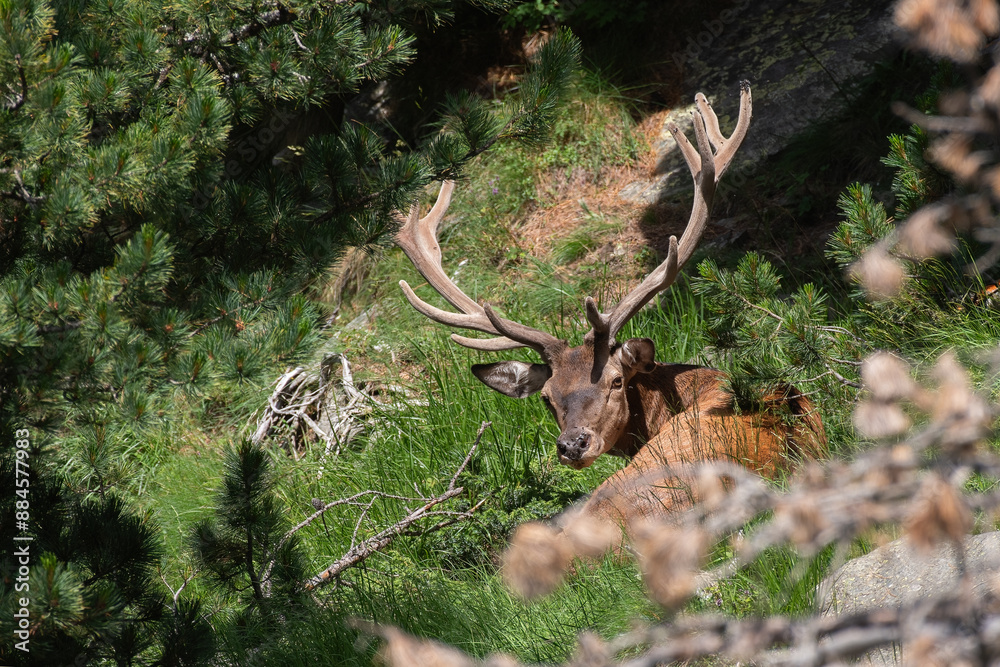 Imposing European Red deer stag (Cervus elaphus) with velvet antlers resting in the forest on a sunny summer evening. Alps Mountais, Italy.