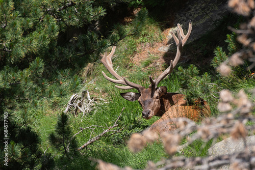 Imposing European Red deer stag (Cervus elaphus) with velvet antlers resting in the forest on a sunny summer evening. Alps Mountais, Italy.