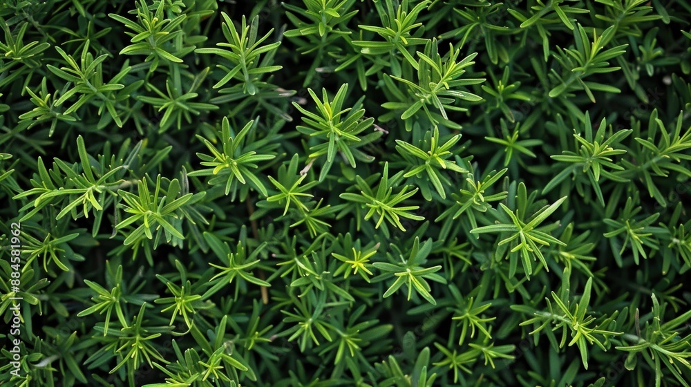 Green Bush Texture - Nature's Patterns Green Bush Texture - Nature's Patterns