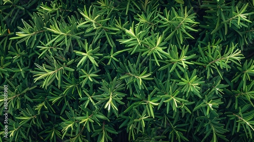 Green Foliage Texture