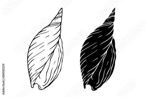 Linear sketch, silhouette, stencil of sea shells. Vector graphics