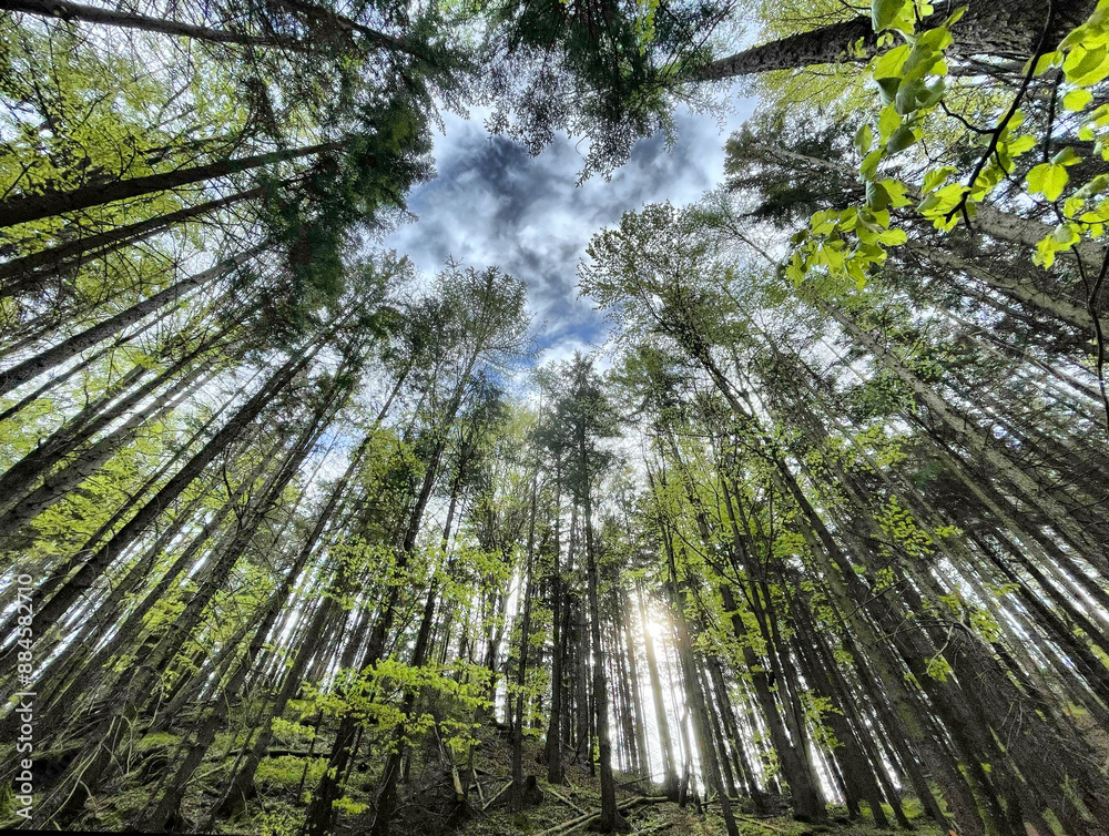 Naklejka premium Blick nach oben im Mischwald im Frühling