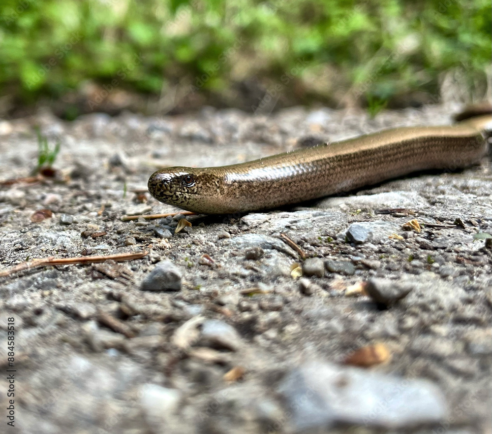 Eine Blindschleiche schlängelt sich auf einem Kiesweg Eine Blindschleiche schlängelt sich auf einem Kiesweg