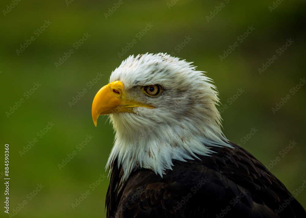 Detail of the head of an American eagle or bald eagle with its characteristic black and white plumage and yellow beak, symbol of the USA Detail of the head of an American eagle or bald eagle with its characteristic black and white plumage and yellow beak, symbol of the USA
