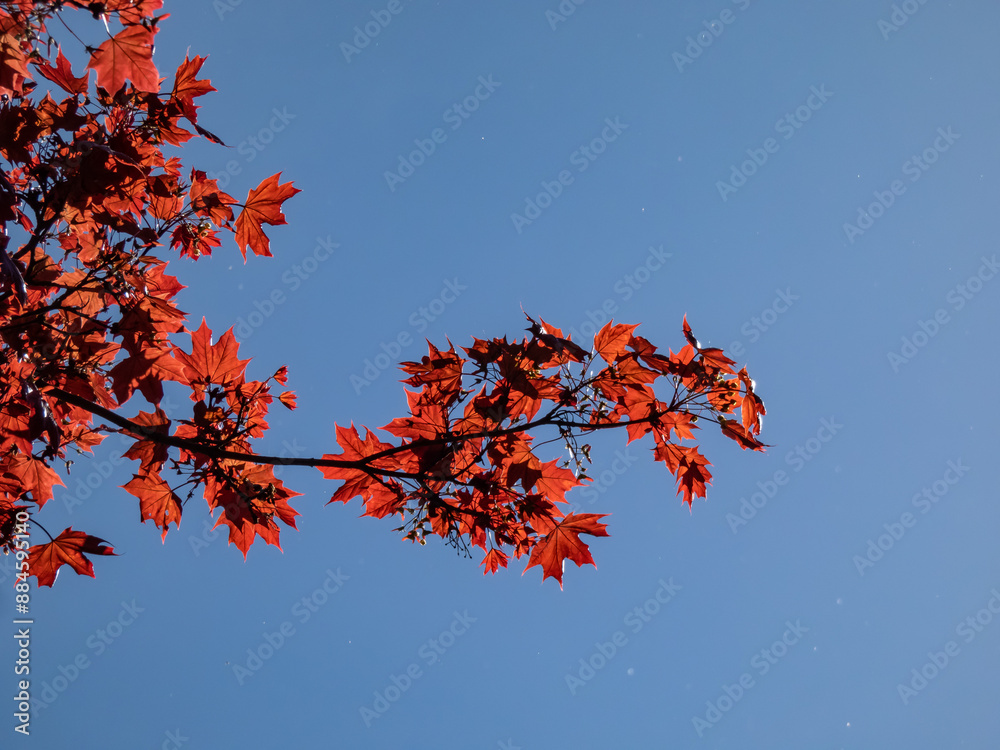 Deep purplish-crimson leaves of the Norway Maple (Acer platanoides) 'Schwedleri' growing in a park Deep purplish-crimson leaves of the Norway Maple (Acer platanoides) 'Schwedleri' growing in a park