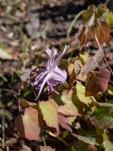 Close-up of the Barrenwort (Epimedium grandiflorum) 'Lilafee' flowering with racemes of long-spurred, lavender-violet flowers in spring photo