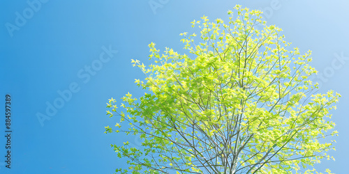 Árvore de folhas verde vibrante sob o céu azul photo