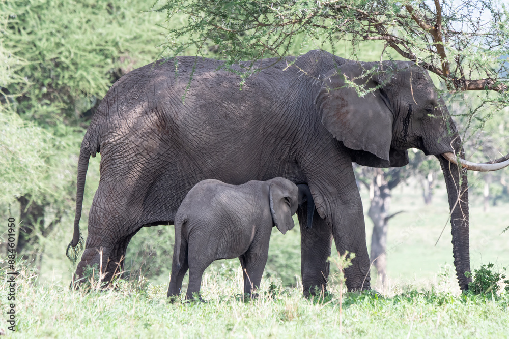 Naklejka premium Nursing Baby Elephant