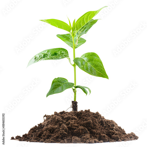 Young green plant growing isolated on transparent background

 photo