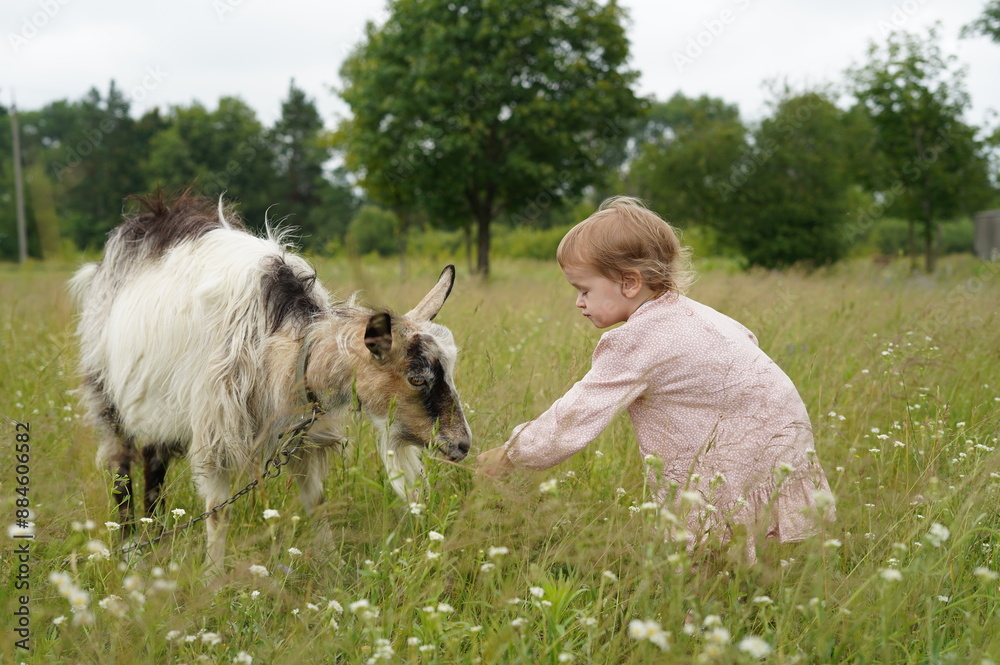 Obraz premium Goat, goats in nature, domestic animals, in the village, goats grazing on a tether in nature, in the garden, kid goats, farm, grass, wild goats, sky, landscape, nature, green, summer, cloud, land, hor