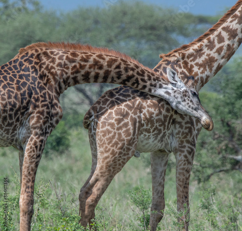 Photography "Necking" Giraffes, Serengeti