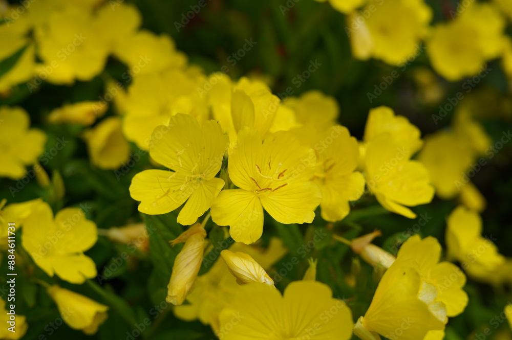 flowers, screen saver, background, flower bed, in the village, lapchatka gusynaya (potentilla anserina), sem. rosaceae (rosaceae). silverweed cinquefoil, yellow flowers, reeds, bog, lake., summer, nat flowers, screen saver, background, flower bed, in the village, lapchatka gusynaya (potentilla anserina), sem. rosaceae (rosaceae). silverweed cinquefoil, yellow flowers, reeds, bog, lake., summer, nat