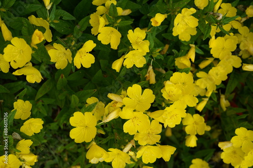 flowers, screen saver, background, flower bed, in the village, lapchatka gusynaya (potentilla anserina), sem. rosaceae (rosaceae). silverweed cinquefoil, yellow flowers, reeds, bog, lake., summer, nat