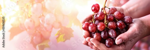 Wine festival. Hands with a bunch of grapes on a pink background. Grape Harvest festival. Horizontal banner, copy space. For wine bar, restaurant, winery. Label, flyer, postcard, poster photo