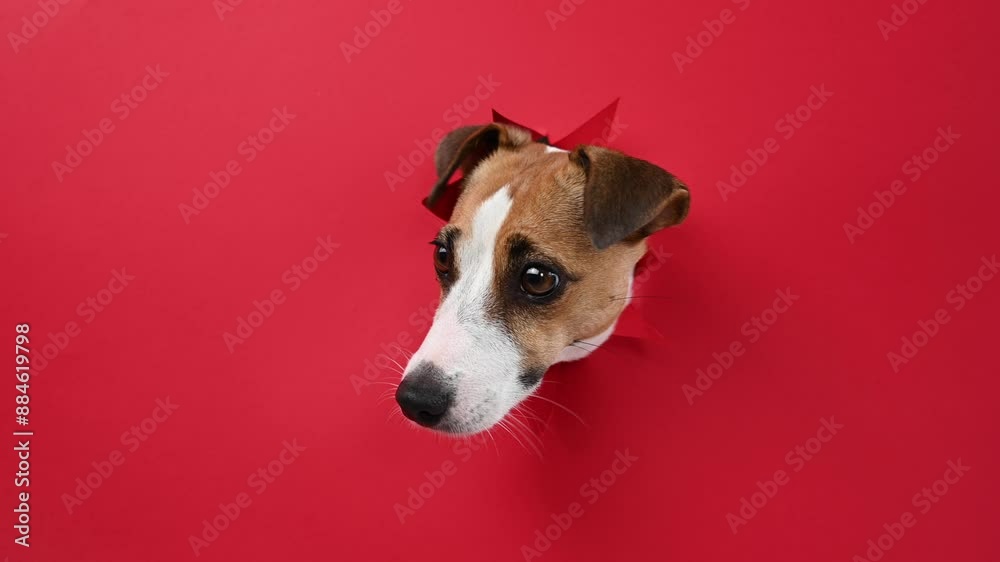 Funny dog licks his nose. Jack Russell Terrier head sticking out through red cardboard background. Copy space. Funny dog licks his nose. Jack Russell Terrier head sticking out through red cardboard background. Copy space.