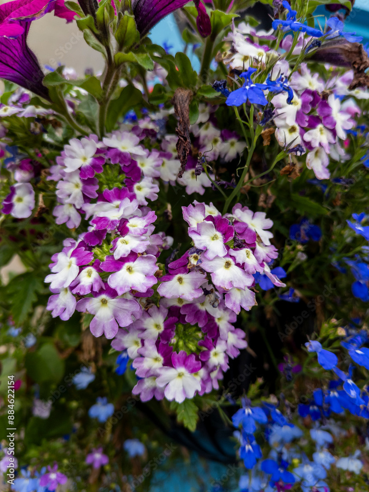 Verbena 'Obsession Cascade Twister Violet', Edinburgh, Scotland, UK Verbena 'Obsession Cascade Twister Violet', Edinburgh, Scotland, UK
