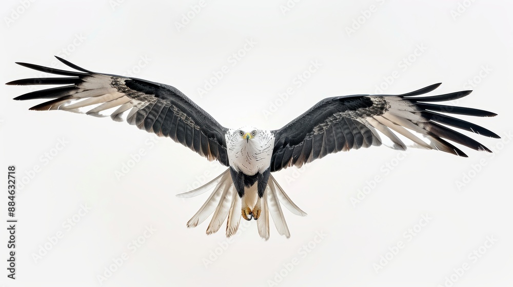 Obraz premium Impressive eagle soars with its majestic wings spread wide against a clear white sky