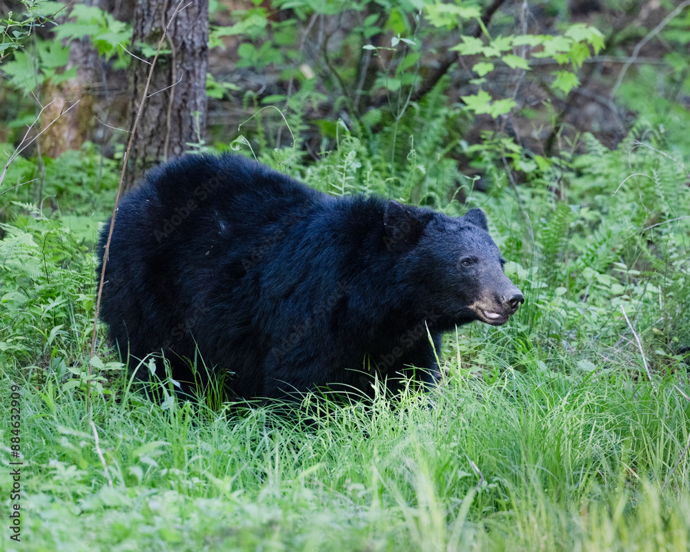 Large adult black bear emerging from the forest into the low brush. Large adult black bear emerging from the forest into the low brush.