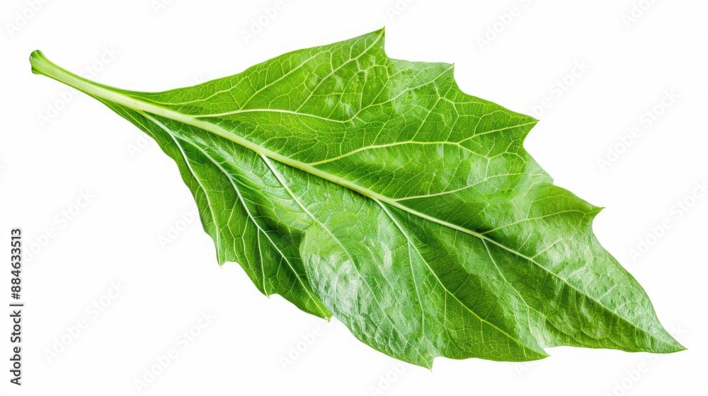A single green leaf sits alone on a white background A single green leaf sits alone on a white background