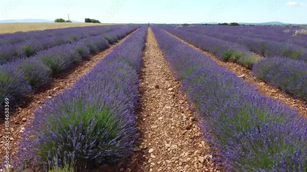 La Valensole is located in the south of France, in the region known as Provence, of which it is practically a symbol. More precisely, the territory covered by this valley stretches between Lake Sainte La Valensole is located in the south of France, in the region known as Provence, of which it is practically a symbol. More precisely, the territory covered by this valley stretches between Lake Sainte
