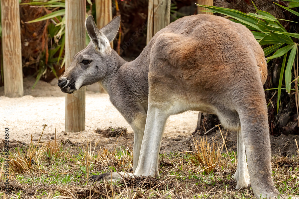 Kangaroo at the Brevard Zoo in Melbourne, Florida Kangaroo at the Brevard Zoo in Melbourne, Florida