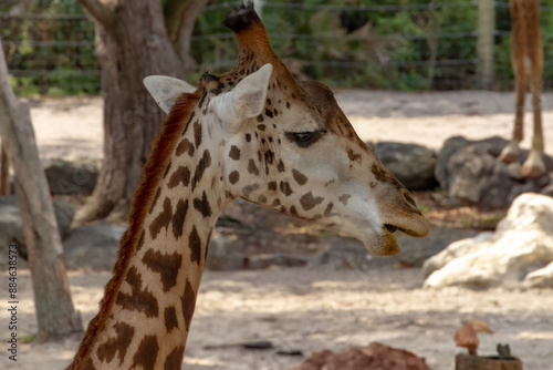 Giraffe at the Brevard Zoo in Melbourne, Florida photo