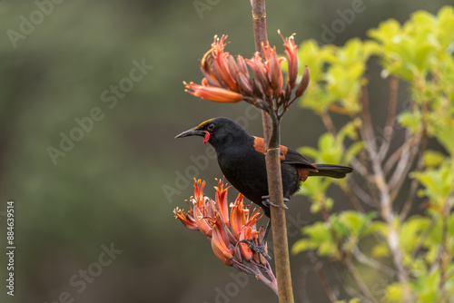 Saddleback (prosthemadera novaeseelandiae) feeding on the nectar of flax flowers. photo