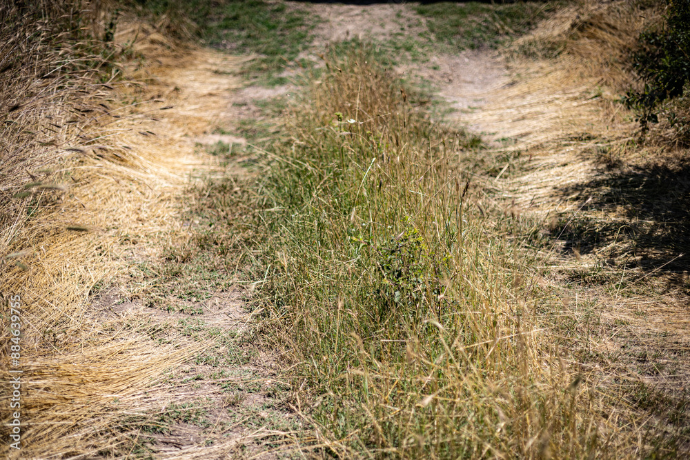 A patch of grass between the wheel-marked tracks of a farm road in Bulgaria. A patch of grass between the wheel-marked tracks of a farm road in Bulgaria.