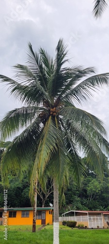 Palm trees in Panama with coconuts 