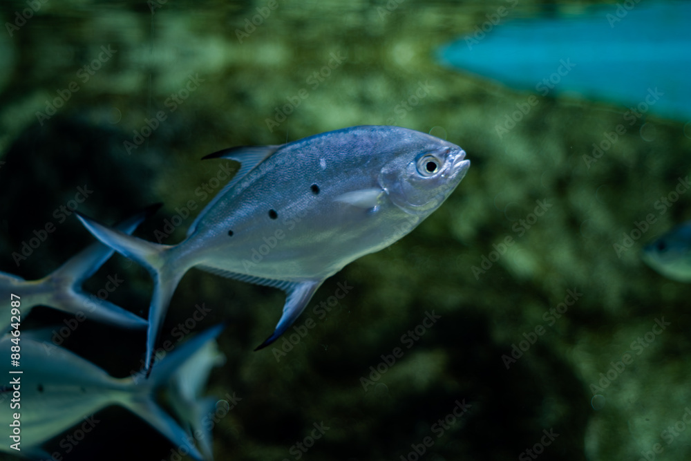 Naklejka premium Close up shot of Trachinotus baillonii or small spotted dart fishes in Mauritius island