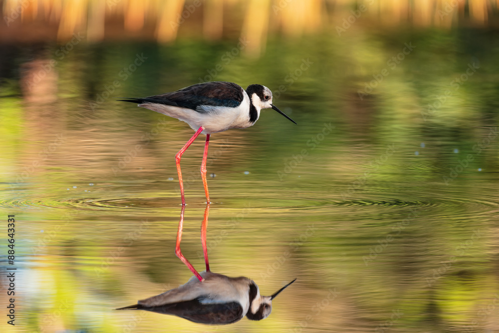 Fototapeta premium Ave Pernilongo-de-costas-brancas (Himantopus melanurus) 