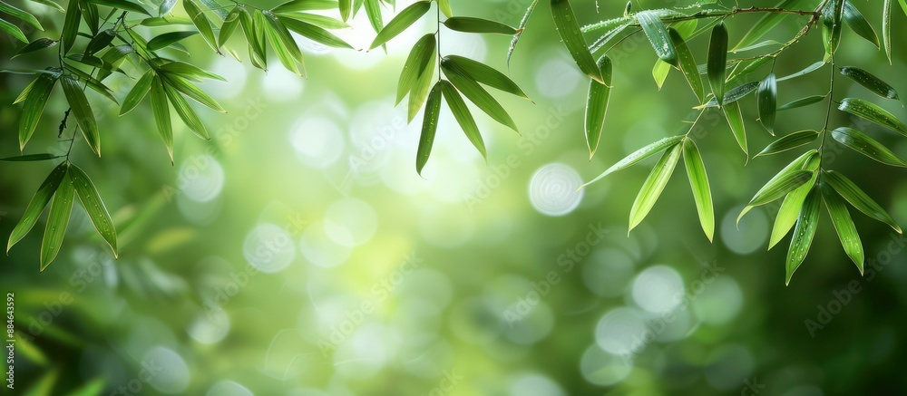 Green Bamboo Leaves with Bokeh Background Green Bamboo Leaves with Bokeh Background