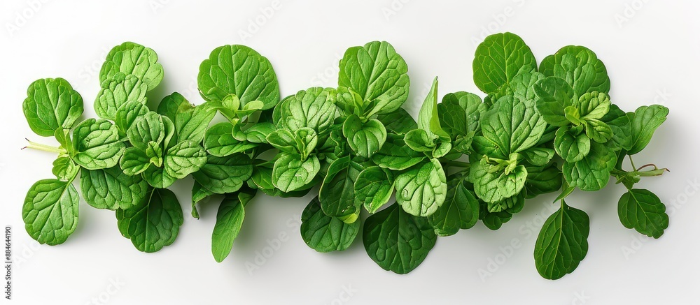 Fresh Green Mint Sprig on White Background Fresh Green Mint Sprig on White Background