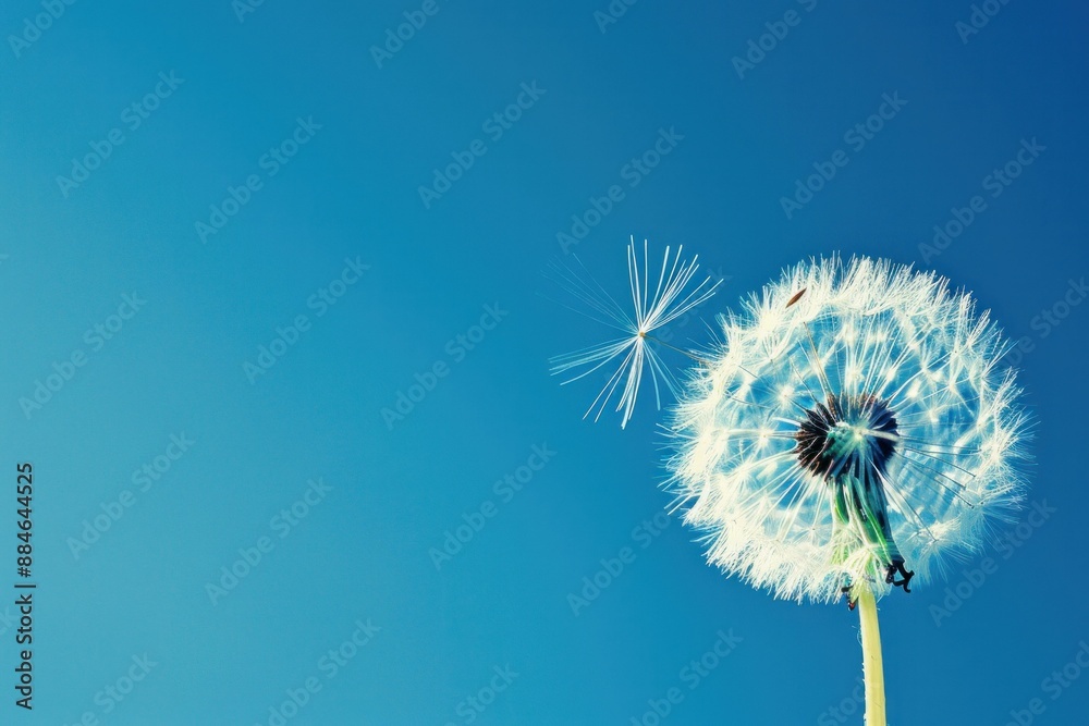 Obraz premium Closeup of a dandelion with seeds blowing in the wind, clear blue sky background